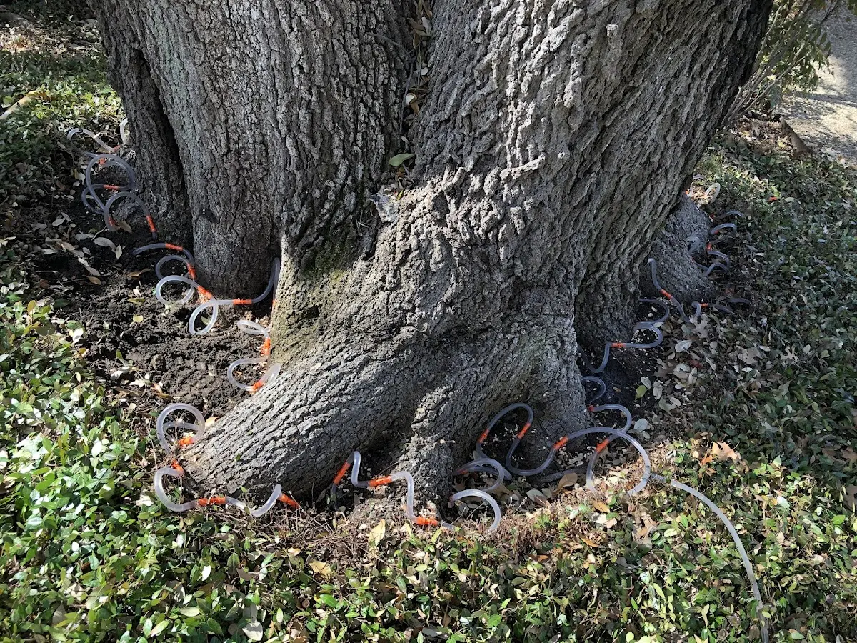 Detailed Tree Cabling and Bracing job site in Big Cove Tannery