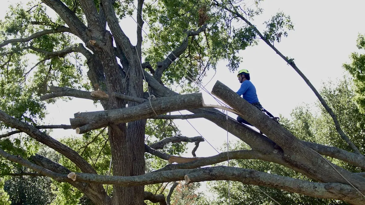 Professional Hazardous Tree Removal performed by certified arborists in Big Cove Tannery