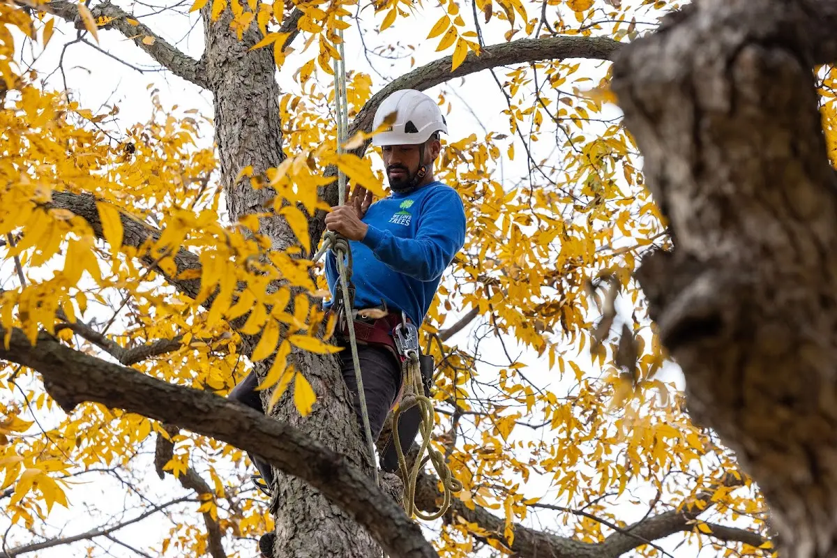 Skilled Tree Pruning crew working in Big Cove Tannery