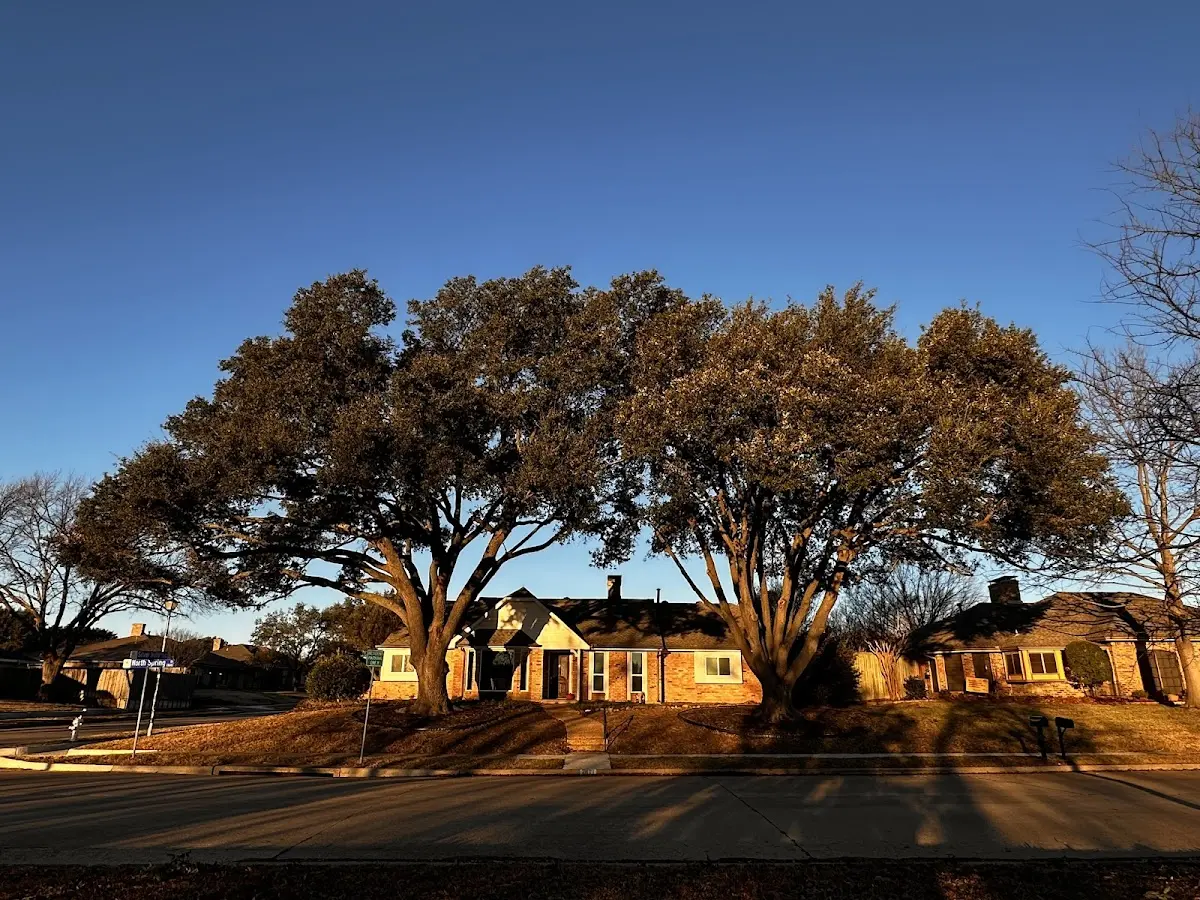 Established residential canopy tree shading a home in Big Cove Tannery